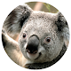 Australian Animals - Quiz Install on Windows