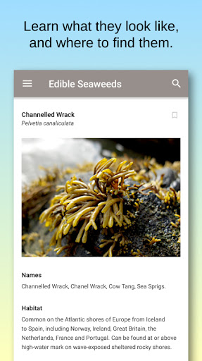 Edible Seaweeds Screen 2
