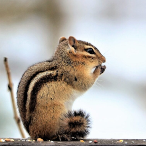 Chipmunk Sounds logo