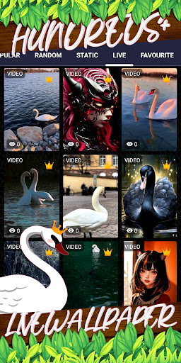 swan wallpaper Screen 3