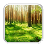 Sunny Forest 2D Live wallpaper icon