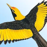 Morcombe's Birds of Australia icon