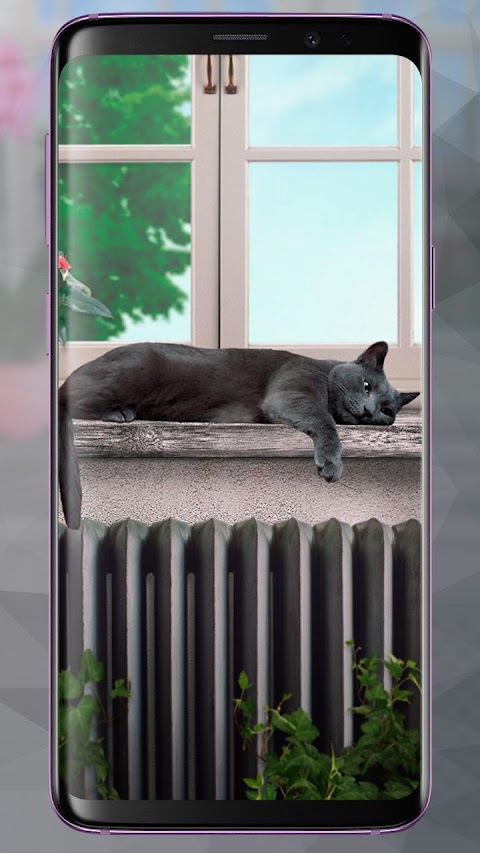 レイジーグレイキャットライブ壁紙 Cute Lazy Catのおすすめ画像3