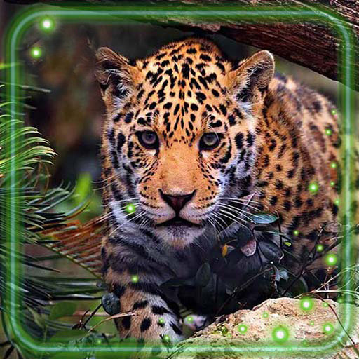 Jaguars Live Wallpaper  Icon