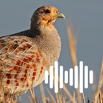 Cover Image of Download Partridge hunting calls 1.0 APK