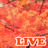 Maple leaf Live Wallpaper icon