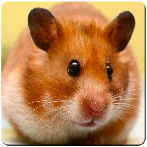 Google hamster hotsell