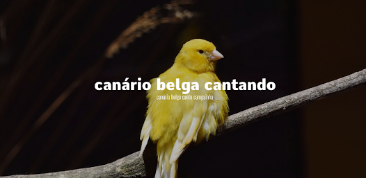 Imágen 1 Canário Belga Cantando android