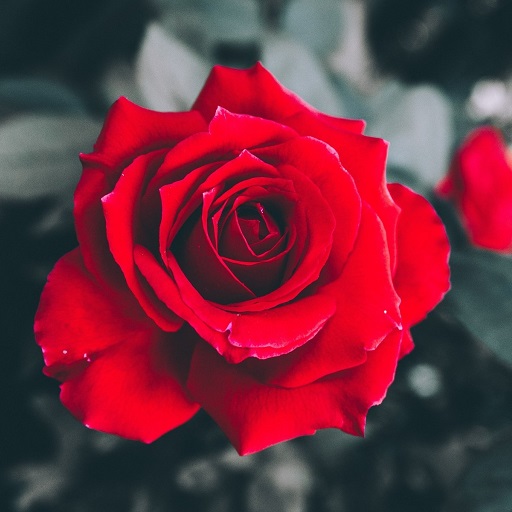 Red Rose Wallpaper HD logo