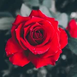 Cover Image of Download Red Rose Wallpaper HD  APK