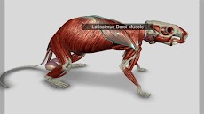 3D Rat Anatomyのおすすめ画像4