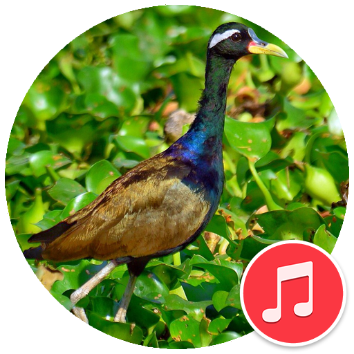 Bronze-Winged Jacana Sounds
