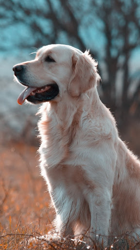 Android application Golden Retriever Dog Wallpaper screenshort