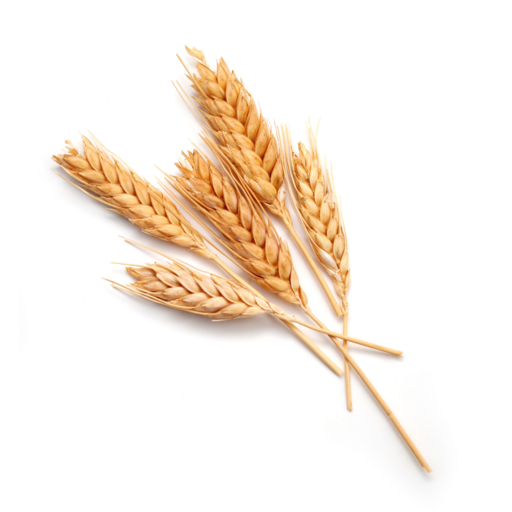 Phule Wheat logo