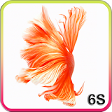 Betta Fish 6S Live Wallpaper icon
