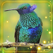 Top 37 Personalization Apps Like Colibry Hummingbird Cute Live Wallpaper - Best Alternatives