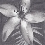 Cover Image of ダウンロード Charcoal Drawing 2.0 APK