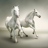 Beautiful Horses Wallpapers icon