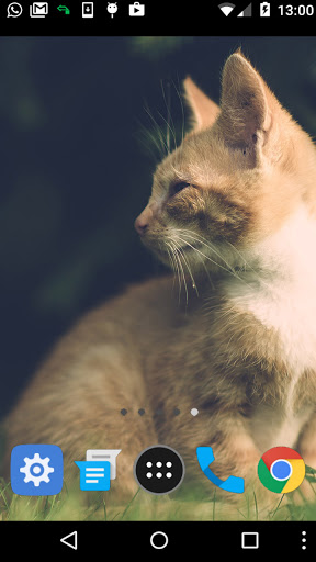wild cat wallpaper Screen 2