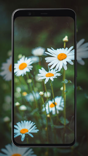 Daisy Wallpapers Screen 3