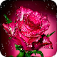 Rose Wallpaper HD Windowsでダウンロード