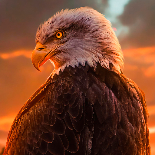 Eagle Wallpapers | HD quality  Icon