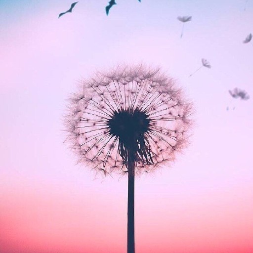 Dandelion Wallpapers logo