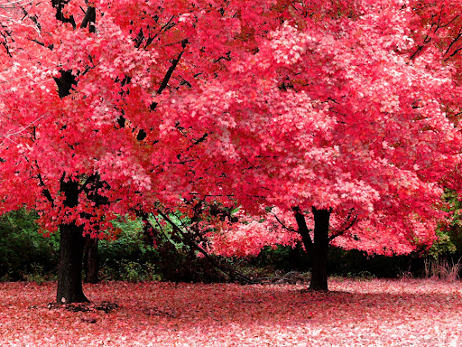 Android application Autumn Wallpapers screenshort