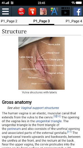 Vagina Anatomy Encyclopedia