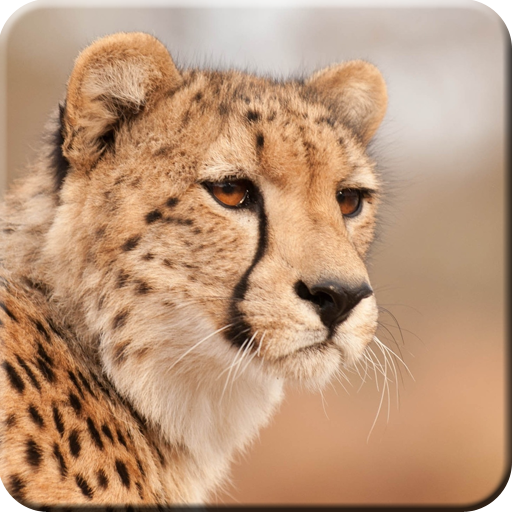 Cheetah Wallpapers logo