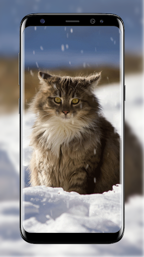 雪猫ライブ壁紙 By Studio Wallpaper Google Play Japan Searchman App Data Information