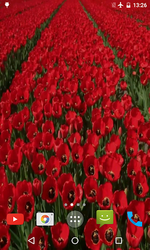 Red Tulips Live Wallpaper Screen 2