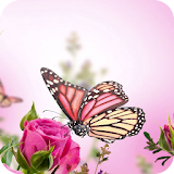 Pink Butterfly Flower Theme icon