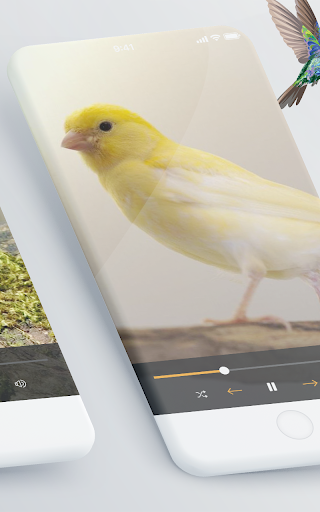 chants chardonneret et canari Screen 2