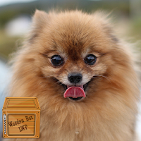 ポメラニアン犬の壁紙 ふわふわの犬 Androidアプリ Applion