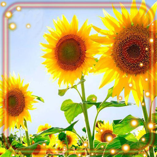 Sunflowers Live Wallpaper
