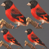 Kicau Burung Red Siskin icon