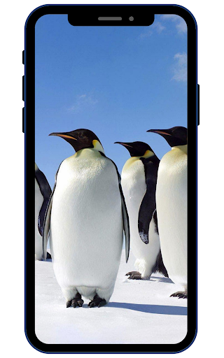 Android application Penguins Wallpapers screenshort
