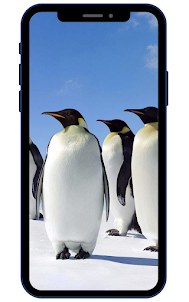 Pinguine -Hinterbilder