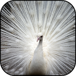 Cover Image of 下载 White peacock wallpapers  APK