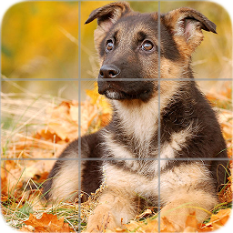 Icon image Puppies Puzzle: Shepherd