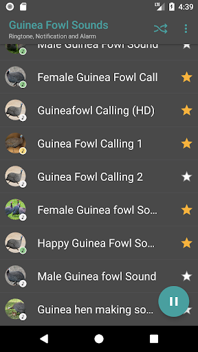 Guinea Fowl Sounds & Calls Screen 3