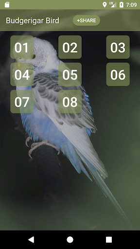 Android application Budgerigar Bird Sounds screenshort