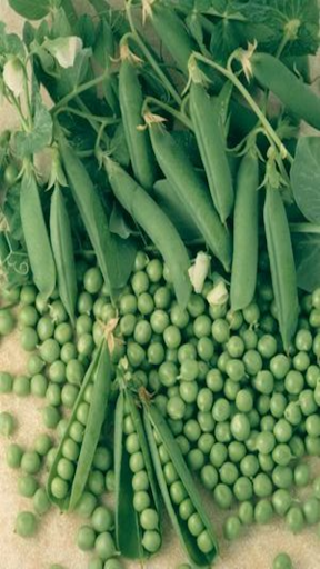 How to grow peas