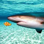 Cover Image of ดาวน์โหลด Real Shark Simulator 3D  APK
