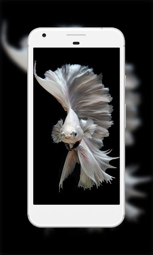 Betta Fish Wallpapers