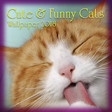 Funny & Cute Cats Wallpaper icon