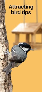Picture Bird – Bird Identifier MOD (Premium) 5