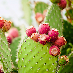 Cover Image of Download Benefits of Cactus Pear 1.0.0.1 APK