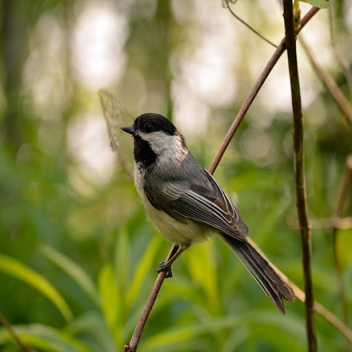 Chickadee Sounds Screen 2